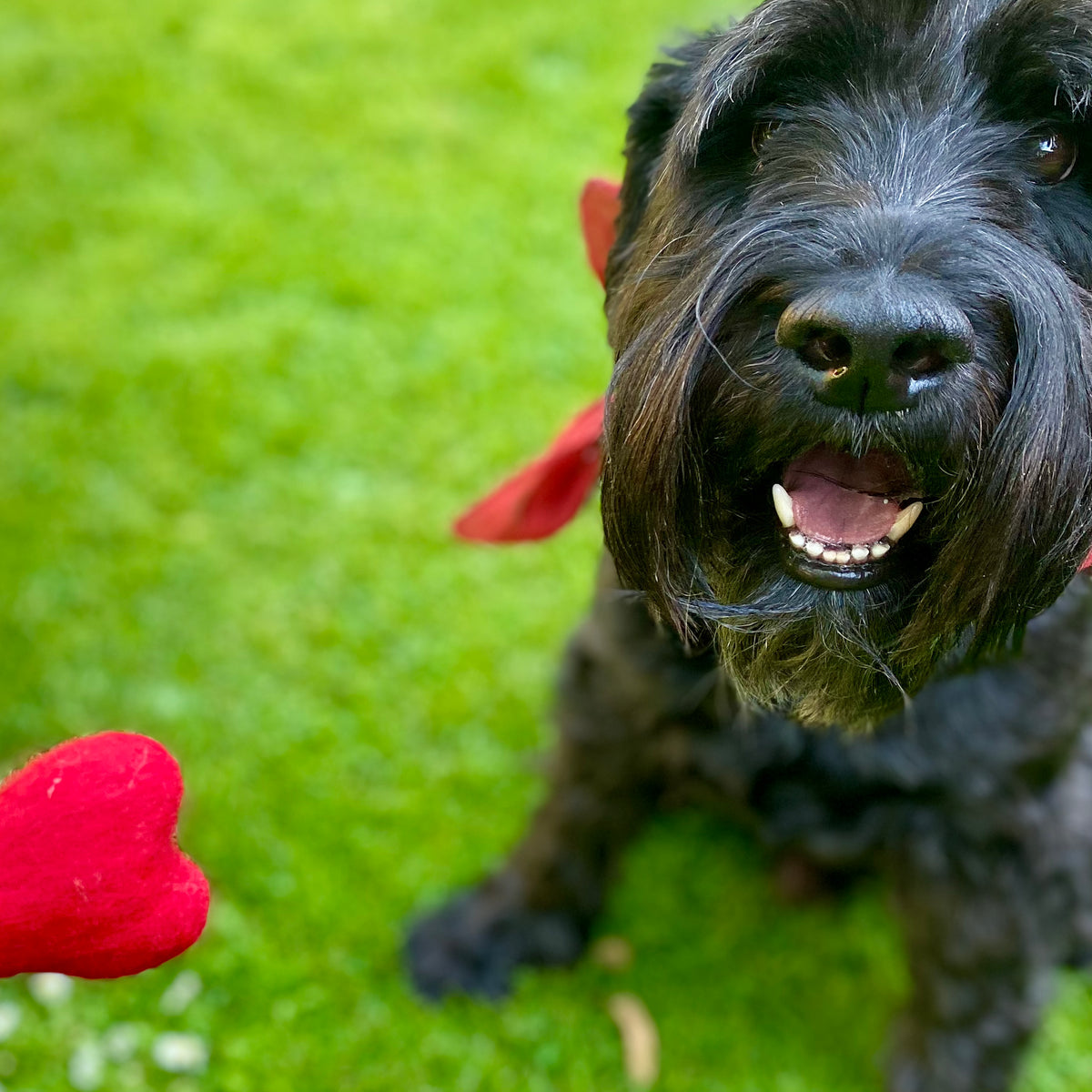 HUND IM EIMER